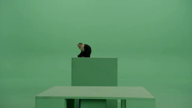 Green screen video of capuchin sitting on platform facing right then ...